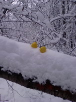открыть 768x1024 257kb